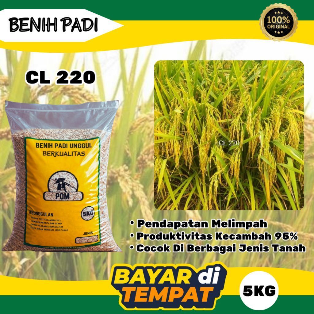 Benih Padi CL220 5KG | Benih Padi Unggul Berkualitas Siap Tanam