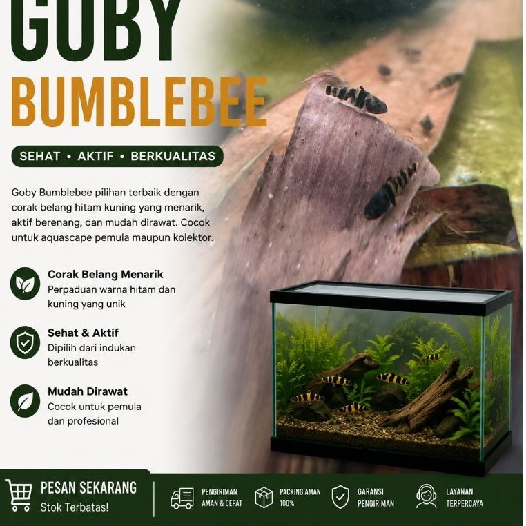 hiasan/dekorasi akuarium goby bumblebee aquascape