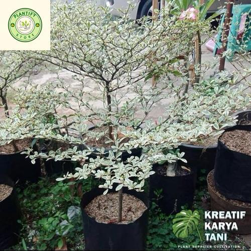 Tanaman hias ketapang kencana varigata - Pohon ketapang kencana varigata