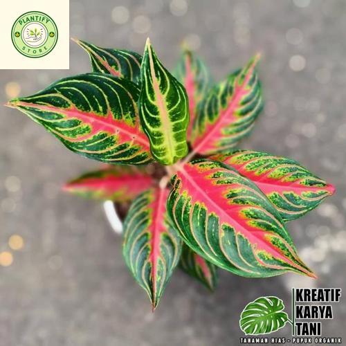 Tanaman hias aglonema red sunset - Aglonema red sunset