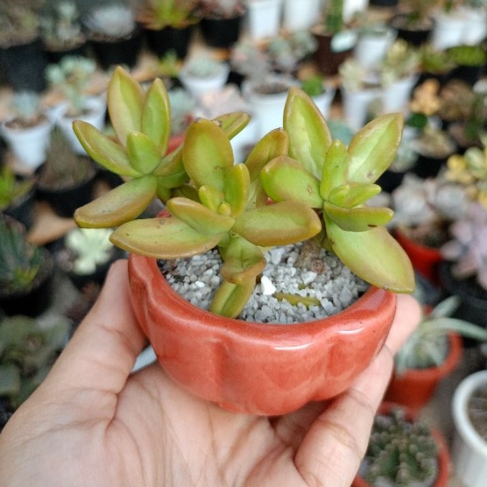 tanaman hidup sukulen dan kaktus mini