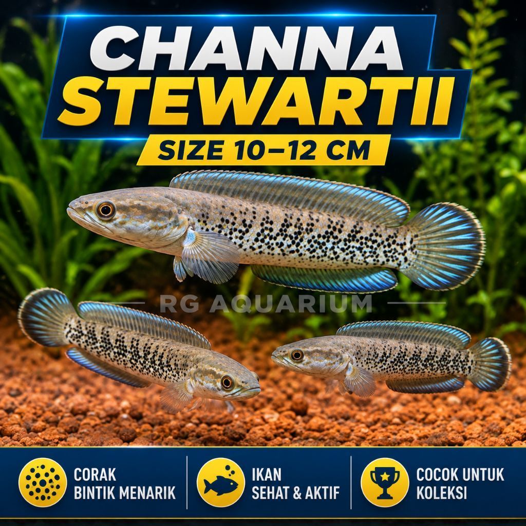 Ikan Channa Stewartii ukuran 10-12 cm corak bintik menarik untuk koleksi aquarium