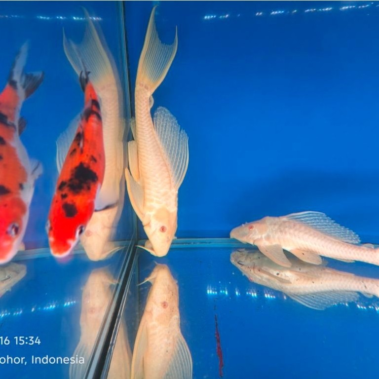 IKAN KOI BABY TOSAI SIZE 18CM SD 20CM iNDUKNYA IMPORT DARI JEPANG
