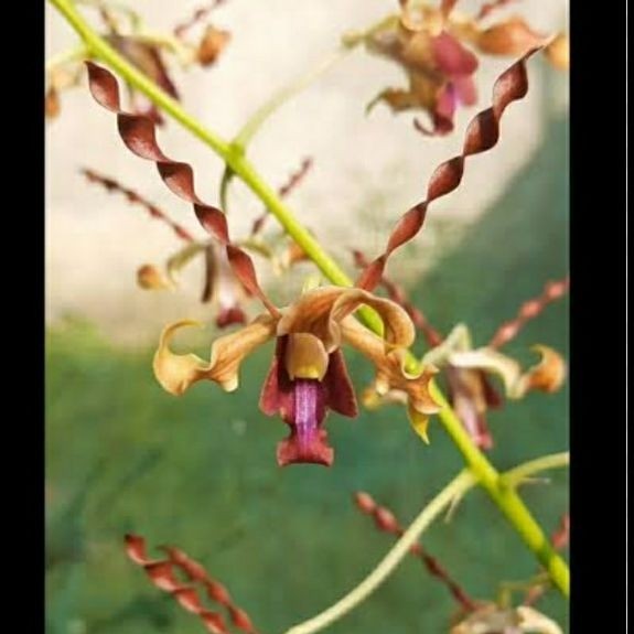 dendrobium id SRF / serafina