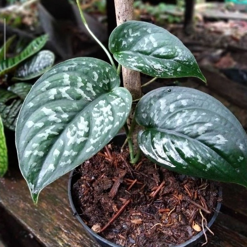 scindapsus exotica sp