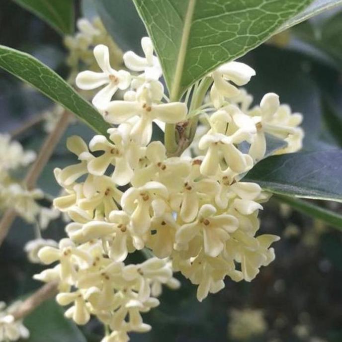 Tanaman Bunga Osmanthus Wangi