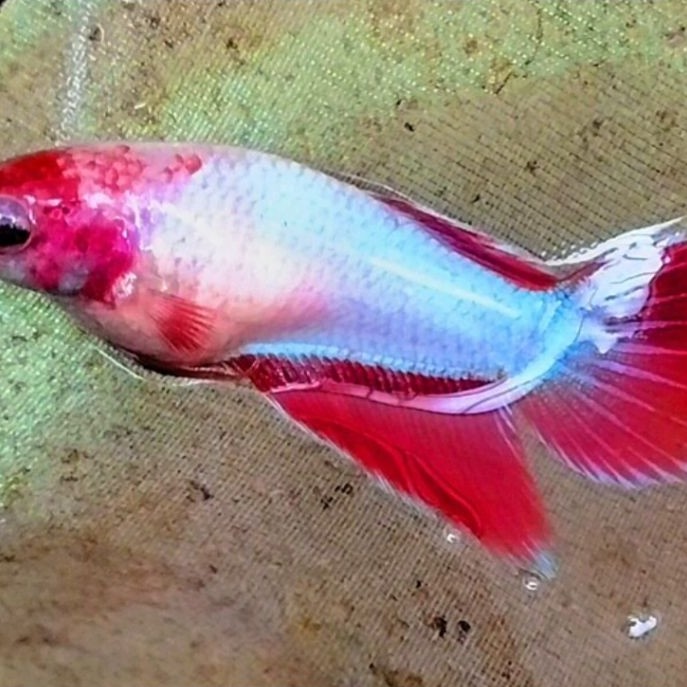 Cupang BETINA / FAMALE VEILTAIL RED MASKING GREEN LIGHT ((( REALLL PICTTT  )))