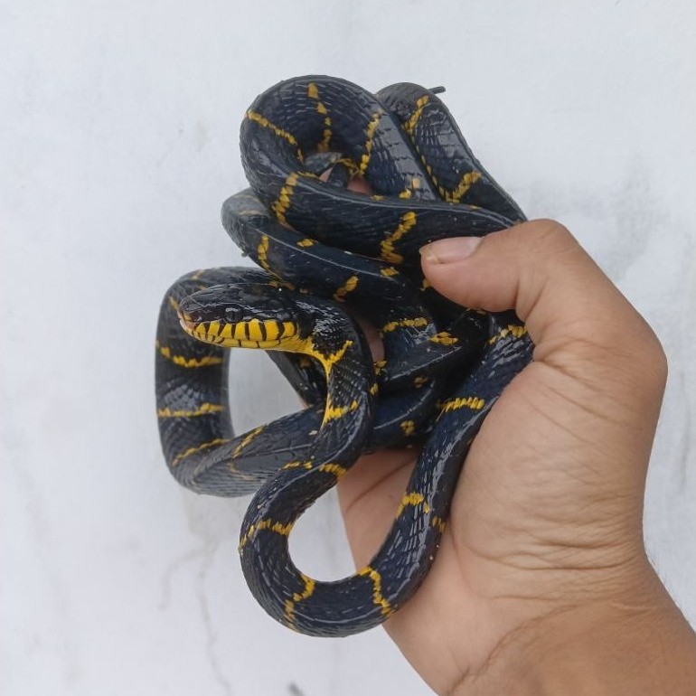 mainan anak-anak,(ular cincin emas,boiga dendhropila)