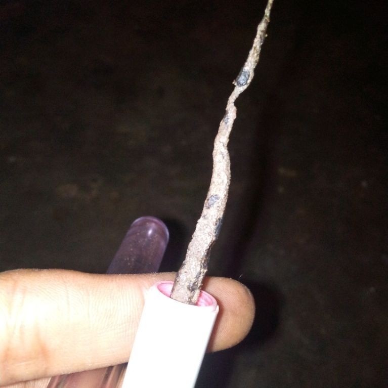 Koleksi Cacing Kanil Luk3
