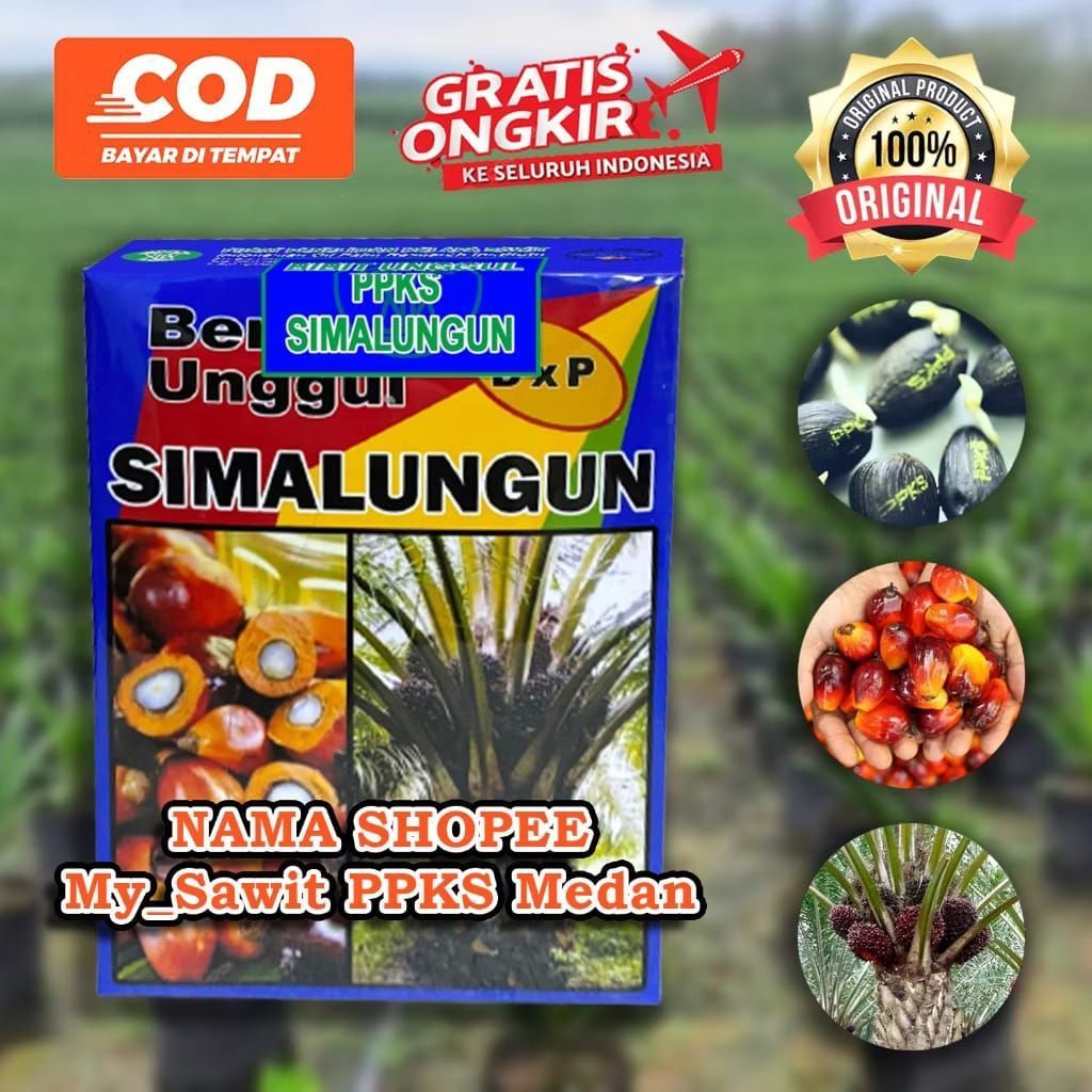 Bibit Sawit Unggul Simalungun Original Marihat PPKS Ready Semai Cepat Berbuah