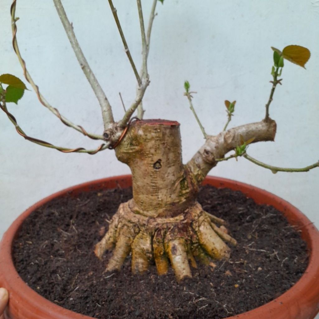 bonsai waru taiwan Lb 33cm T 14cm akar prokar sesuai gambar