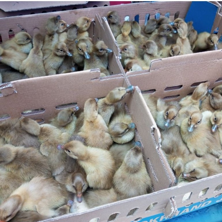 Anak Bebek Lokal Jantan Mojosari