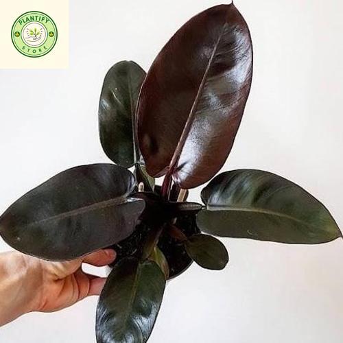 Tanaman Hias Philodendron Black Cardinal - black cardinal