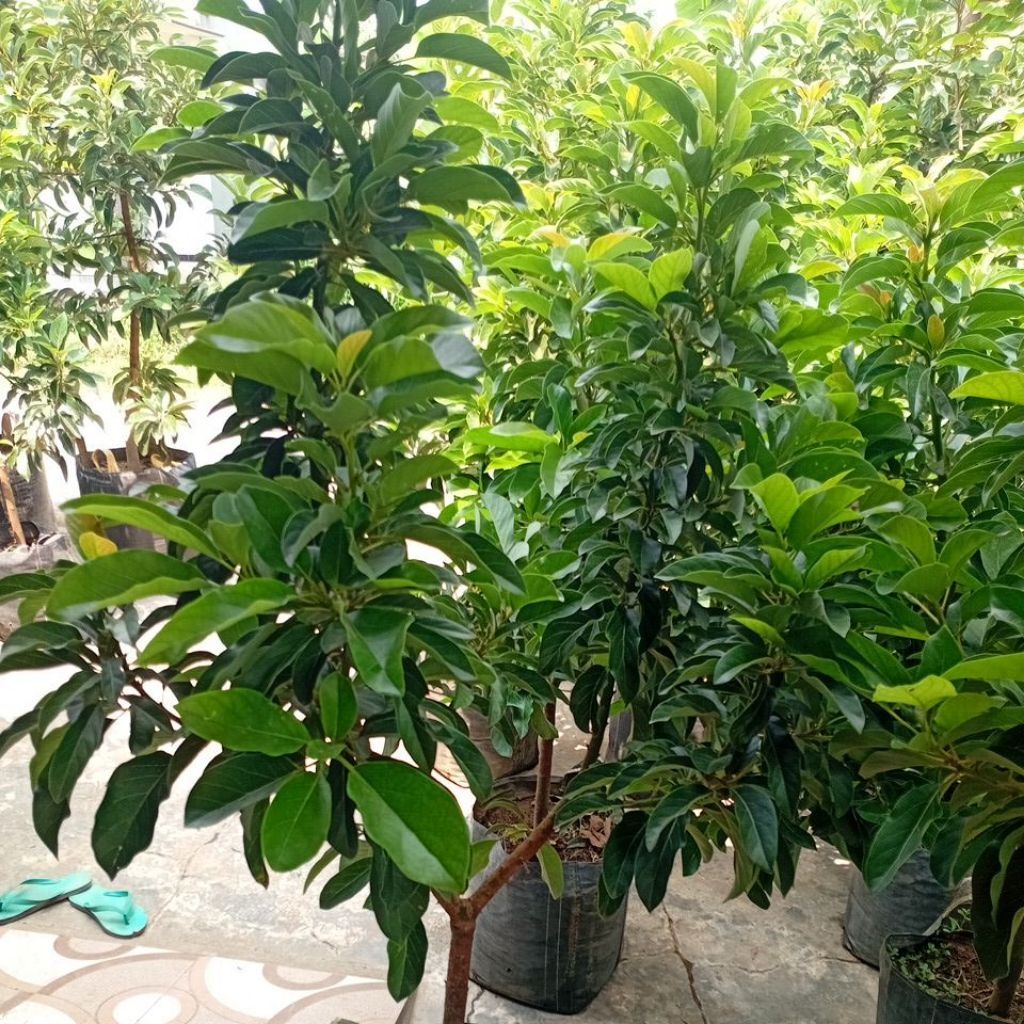 bibit alpukat okulasi