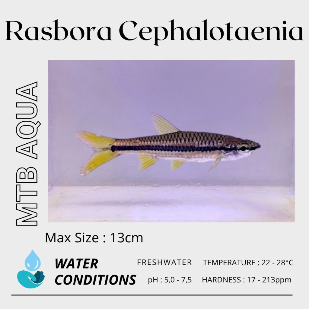 Rasbora Cephalotaenia / Porthole Rasbora