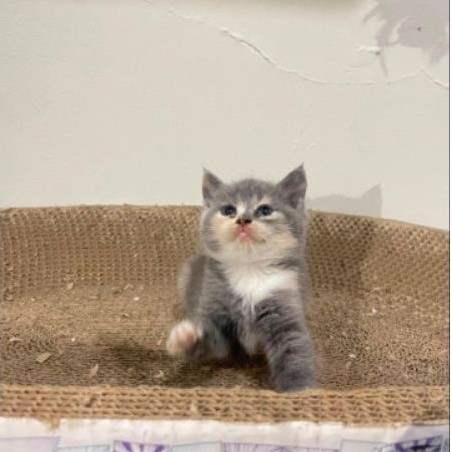 JUAL KUCING KITTEN BRITISH SHORT HAIR BSH