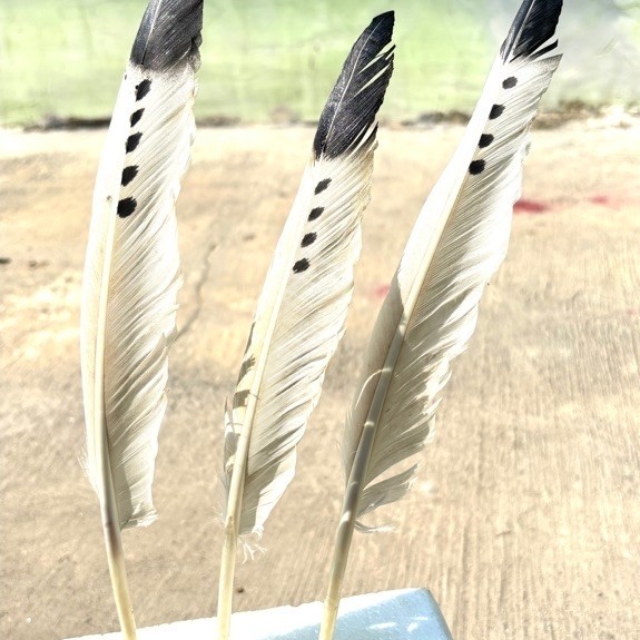 Bulu Hias Kepala Hitam putih merah isi 20helai| bulu premium untuk topi Indian | bulu etnik| bulu to