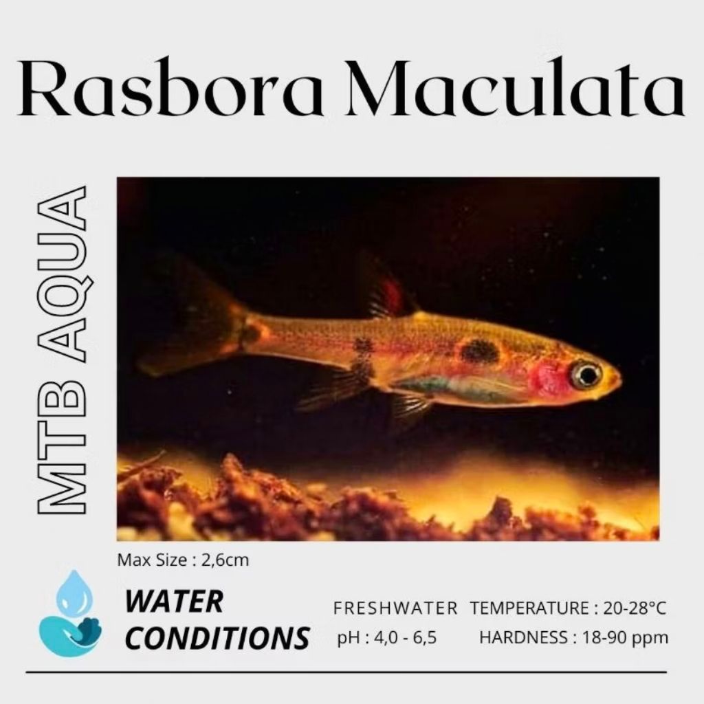 Rasbora Maculata / Dwarf Rasbora (Boraras Maculatus) 10ekor
