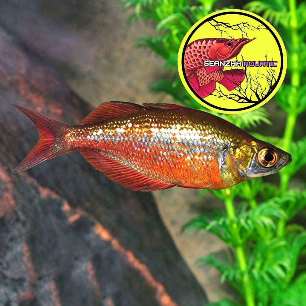 IKAN RAINBOW RED 6-7CM