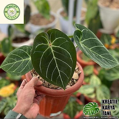 anthurium hoffmanii - anthurium hoffmanii hybird