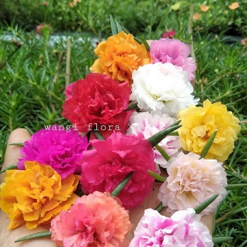 Bibit Bunga Krokot Warna Warni dengan Warna Merah, Pink, Kuning, Orange, Fanta, Putih