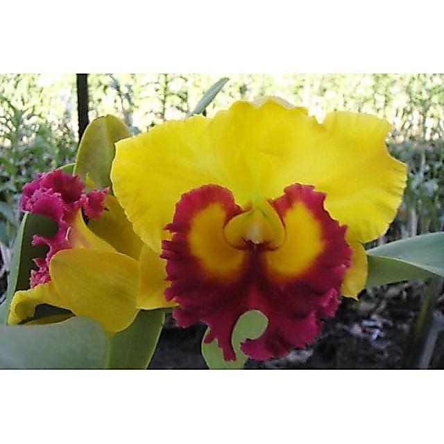Cattleya BLC Thong Suphan