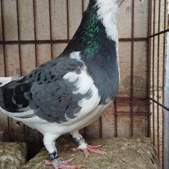 Merpati Betina Balap, kolongan,  Tinggian   / 1 ekor pake Ring