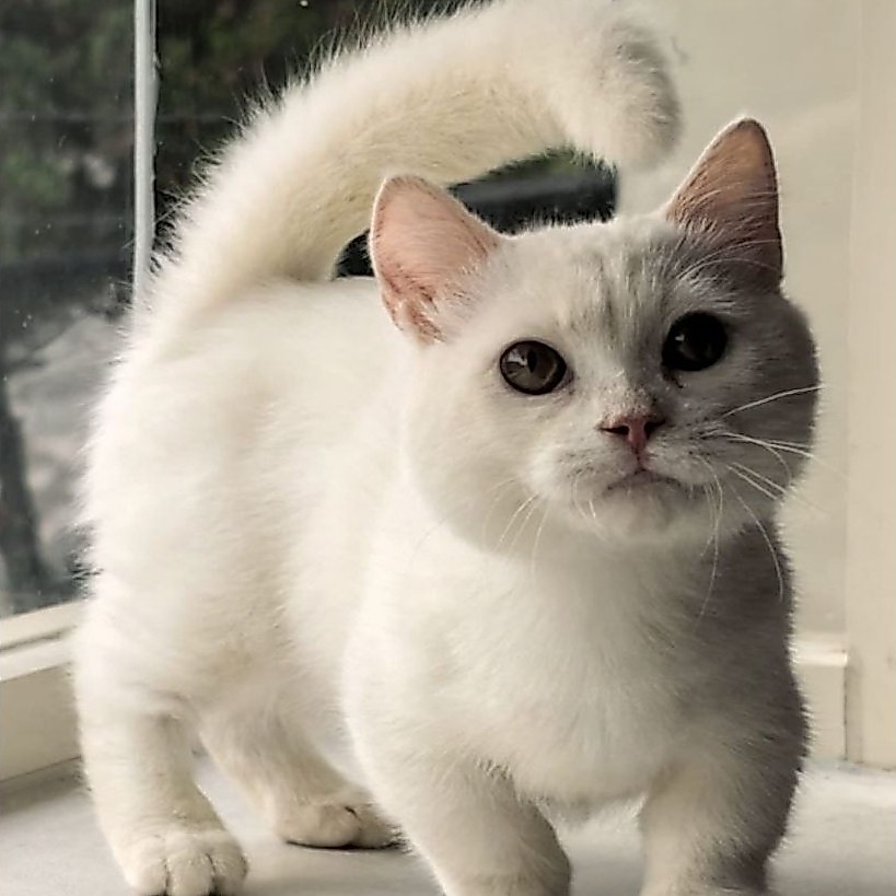 kucing bsh munchkin ready lepas adopt, kucing lucu