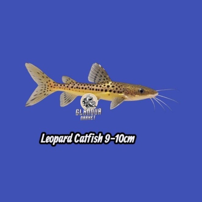 Leopard Catfish 9-11cm