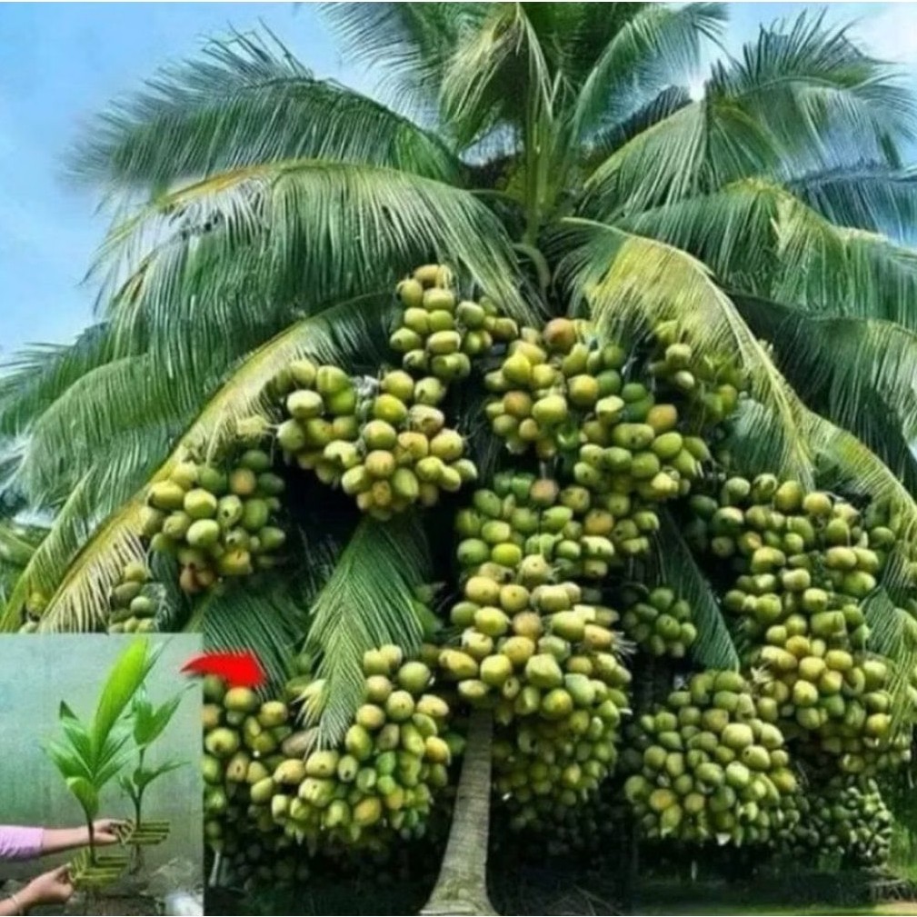 Bibit Kelapa Kingkong Irlandia - Tahan Lingkungan, Buah Besar, Berbuah Banyak