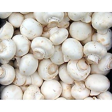 Jamur Champignon / Jamur Kancing Fresh 1 kg