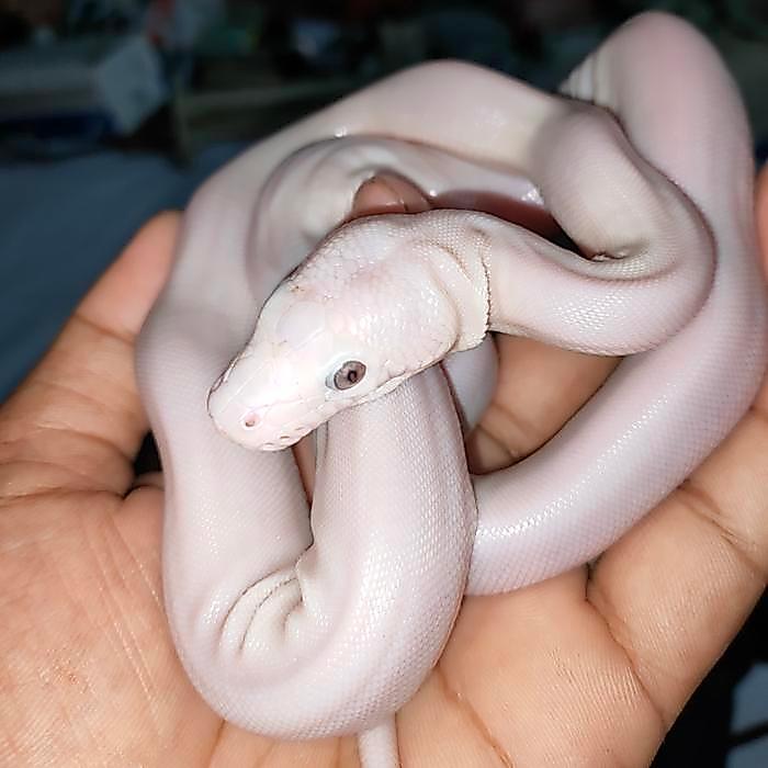 NEW Ready Retic Super Phantom
