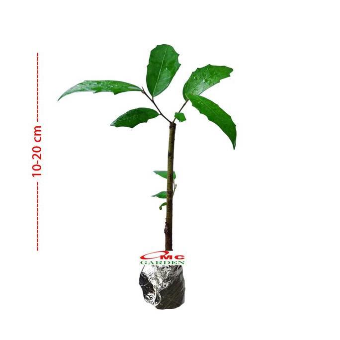 siap kirim] Bibit Bonsai Bonsae Beringin Amplas Putih Ficus Ampelas 10-20