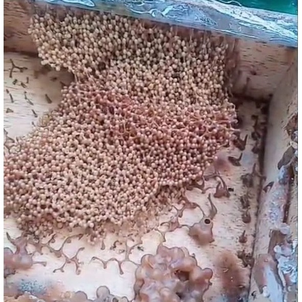 bibit lebah trigona clypearis