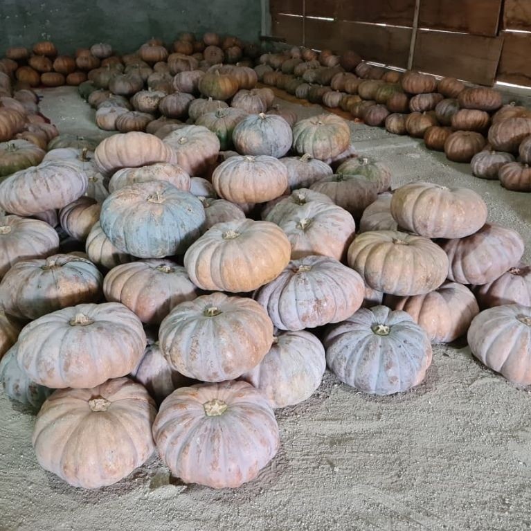 labu kuning jumbo tua (labu sumo)Fress 2kg-7kg