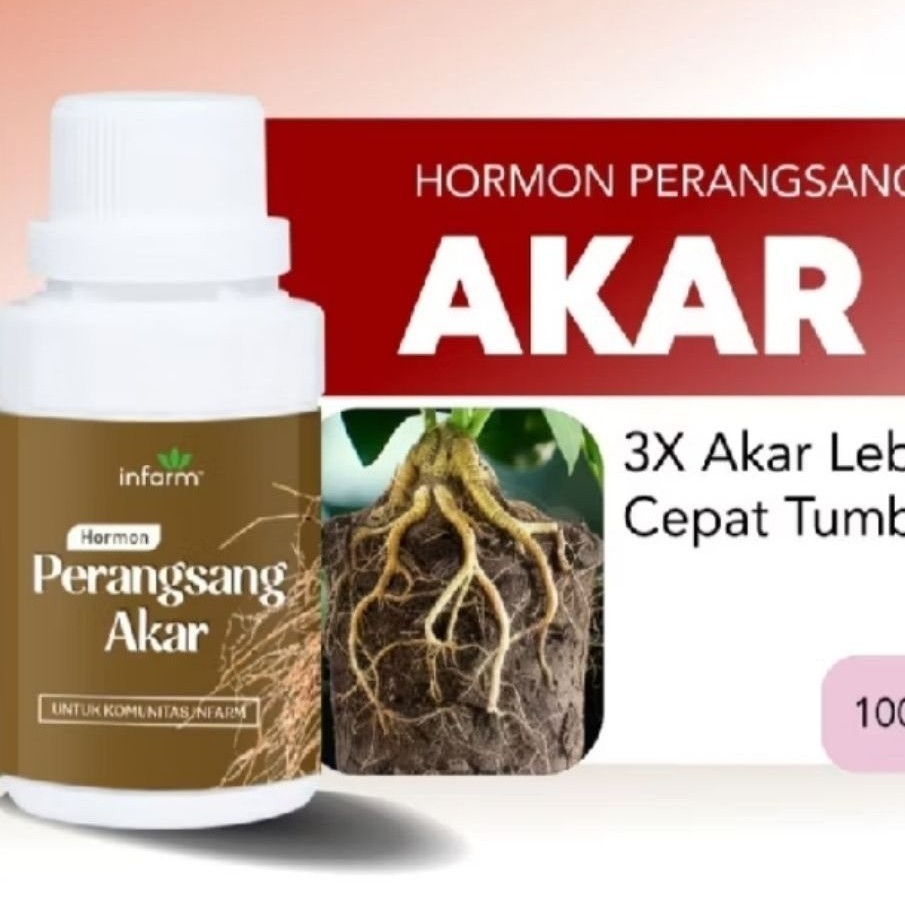 perangsang akar