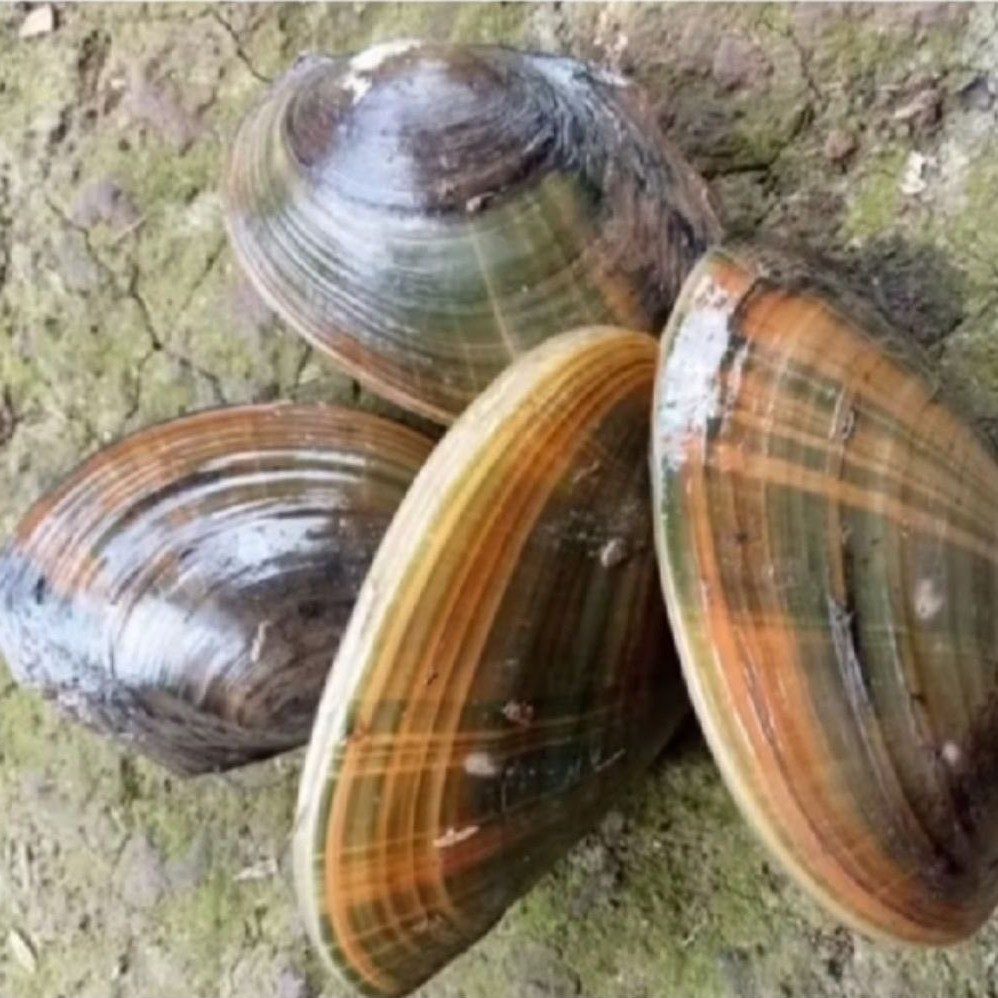 Kerang hijau/ Kerang air tawar/Kijing segar 1kg