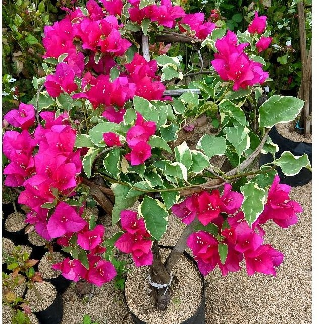 bibit Bunga Kertas Variegata – Bougainvillea Variegata