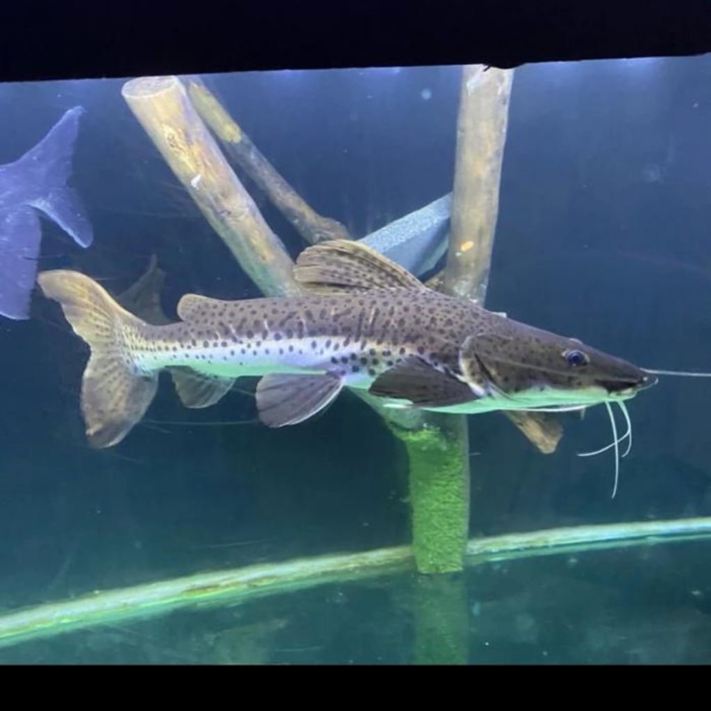 Hiasan Aquarium Dan Aquascape Leopard / Leopard Catfish