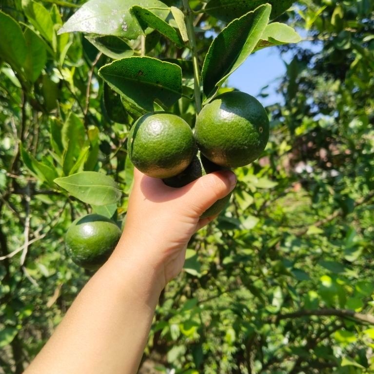 Jeruk peras Semboro 2kg segar