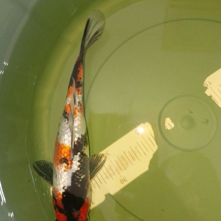 Ikan koi jenis SHOWA GINRIN 30cm warna red HQ