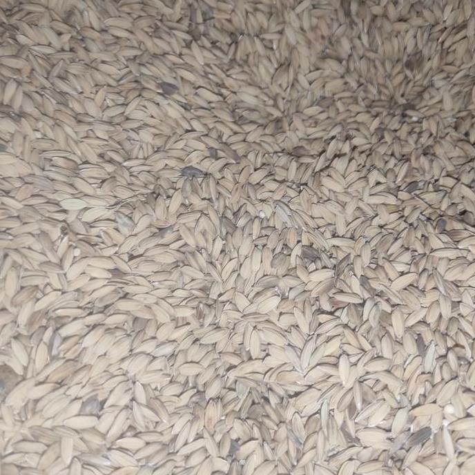 Rajagacor- Gabah Merah Kiloan Pakan Ayam Burung Dara Tekukur Dll