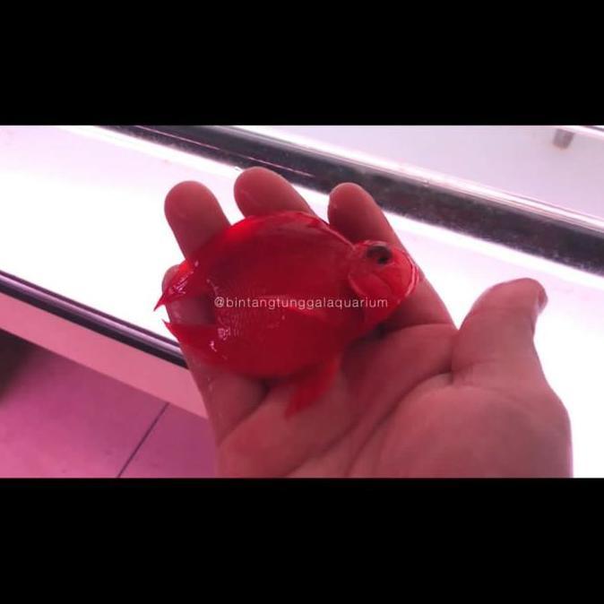 Rajagacor- Blood Red Parrot No Tail 8-9Cm