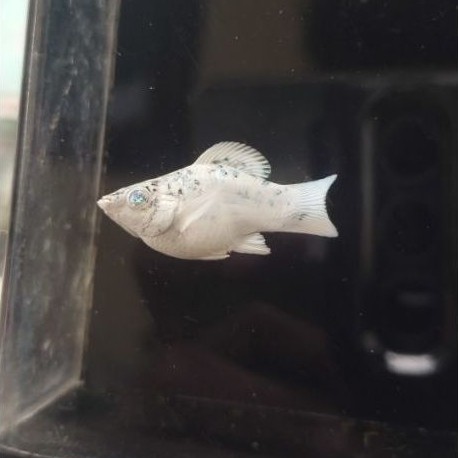 molly platinum rountail mata kristal