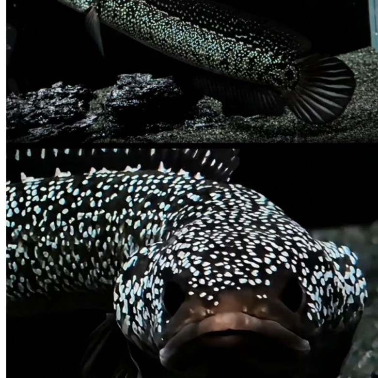 bahan kontes asiatica red spot pull spot - acsesories aquarium