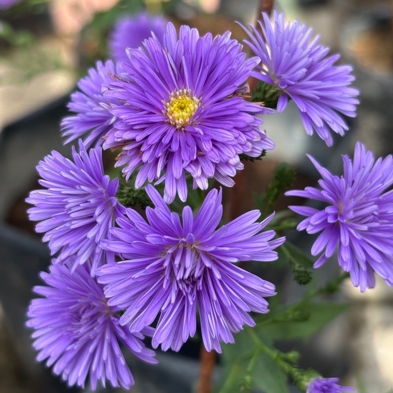Tanaman Bunga Aster Ungu Cantik | Aster Ungu Berbunga | Tanaman Hias Pot