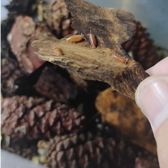 Isopod Orange