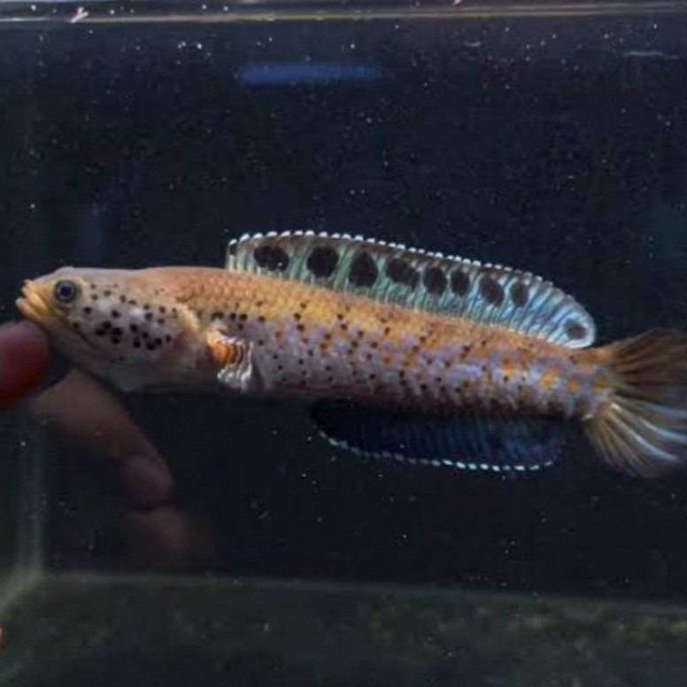 orna yl 5-6cm