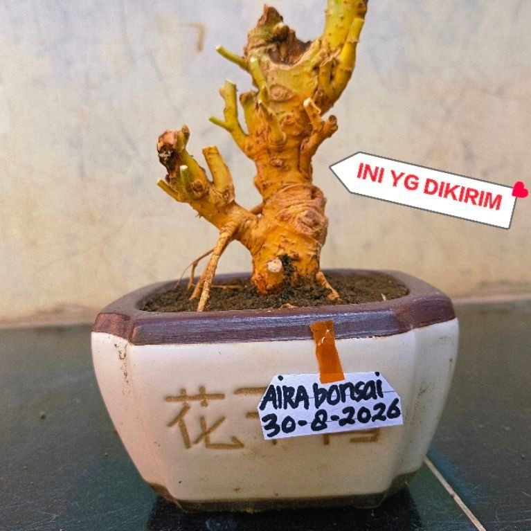 bahan bonsai serut dongkelan