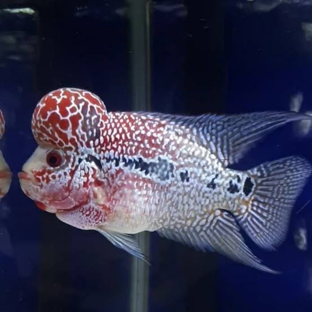 Hiasan aquarium louhan SRM